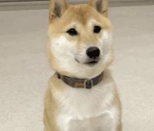 柴犬无力表情包