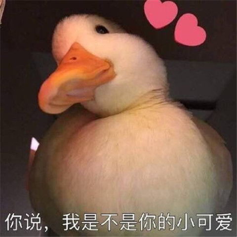 表情包咋肥四鸭小黄鸭喜欢的鸭不出现,出现的鸭不喜欢