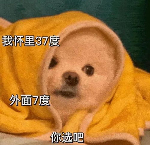 适合情侣之间互相发的表情包
