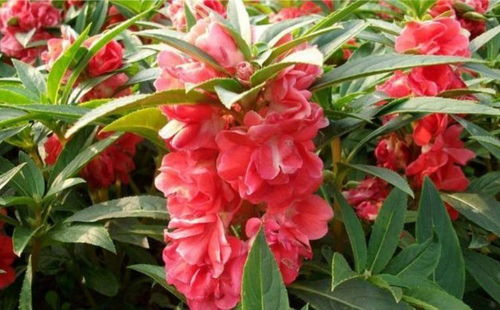 4种花开花爆盆花期长,花期长达200天,轻松养出小花园