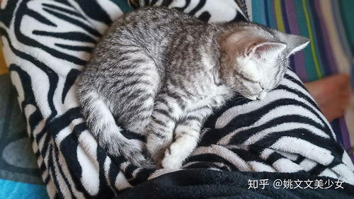 小猫为什么那么喜欢玩