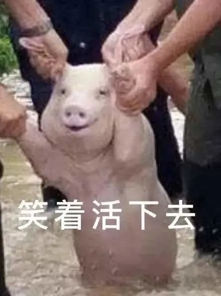 集体哄抢翻车猪肉,就因为法不责众你想多了