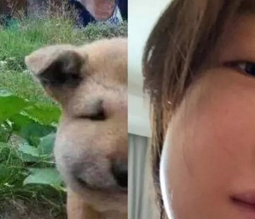 周冬雨拔智齿后面部肿大,神似某表情包