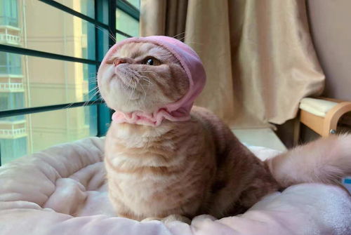铲屎官给橘猫戴上粉红色帽子,结果遭猫咪嫌弃,高傲的表情太萌了