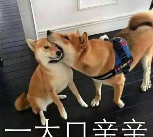 最好看的狗狗表情包最好