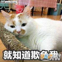 微博网红猫楼楼表情包汇总下载无水印版乐游网游戏下载
