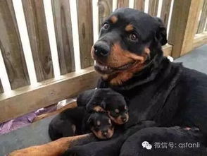 狗狗当妈妈后是啥表情就哈士奇跟别人不一样