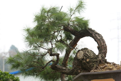 松柏盆景是盆景界的长寿树,教你日常养护的要求和技巧,长势旺盛