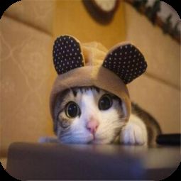 可爱猫咪动态壁纸