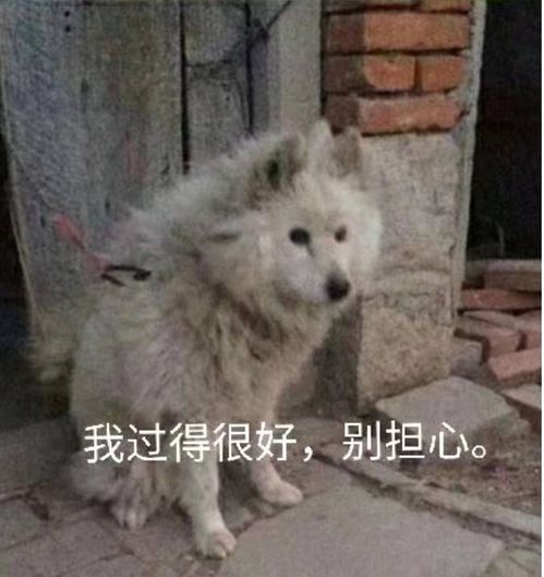 怎样发朋友圈可以变成朋友们的快乐源泉