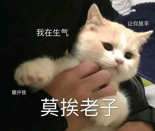 据说只要给了猫咪这五样东西,猫咪就会对你死心塌地