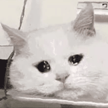 小猫动图表情包gif甲方