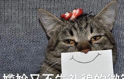 猫咪与人类生活久了,就能听懂人话真相揭晓了
