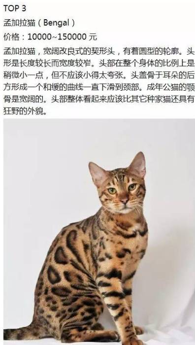 世上最名贵的10种猫,第一名竟然是它
