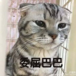 这只猫被关在笼子里,表情非常委屈,得知原因后,差点笑喷...