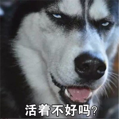 哈士奇表情包搞笑大全最新哈士奇表情包可爱犯二