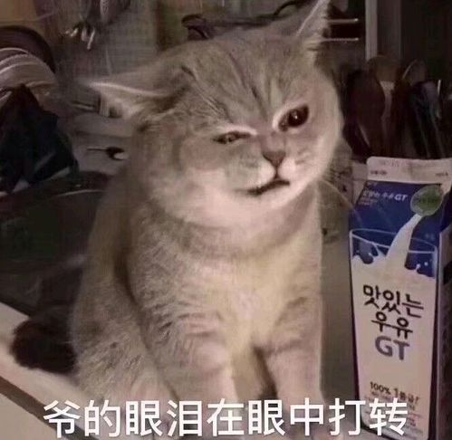 三句话就让剑三玩家破防,三忘三断杀伤力十足,队友直接裂开