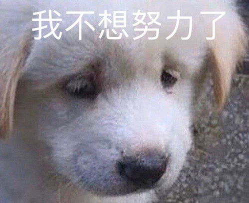 亲戚介绍的相亲对象,见面后人都蒙了我想冷静一下哈哈哈