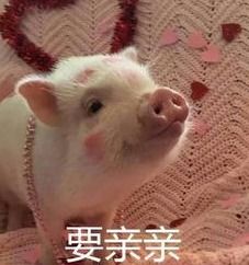 承包你全天微信消息的懒人表情包,再难缠的聊天局也能立马挣脱
