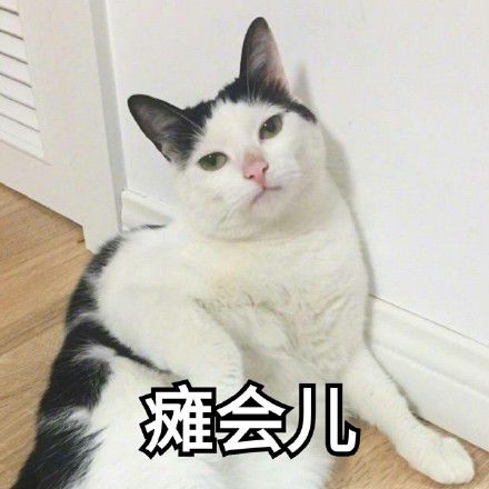 两只猫卡通表情包