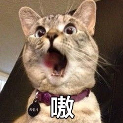 可爱小猫咪表情包