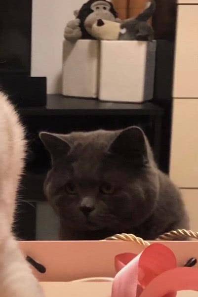 两只猫抱一起表情包主人