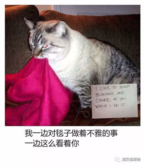 那些犯了错却不知道自己哪里错了的喵星人,这表情也是...