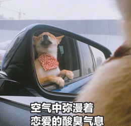 有个很可爱的男朋友是怎样的体验
