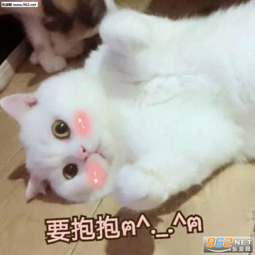 女生撒娇可爱猫咪图片猫咪要抱抱表情包下载乐游网游戏下载