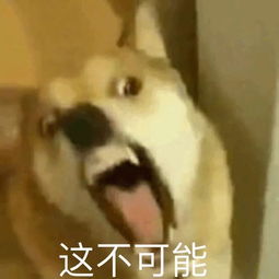 喂猪吃手表情包葆德