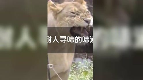 雄狮随地大小便,一旁的母狮闻了闻,表情太搞笑了动物