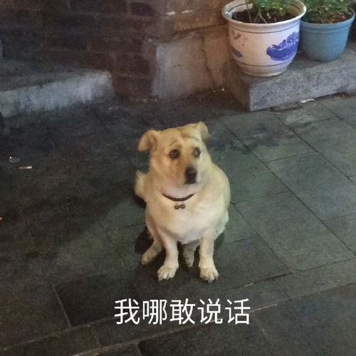 起床了可爱表情包动图沙雕
