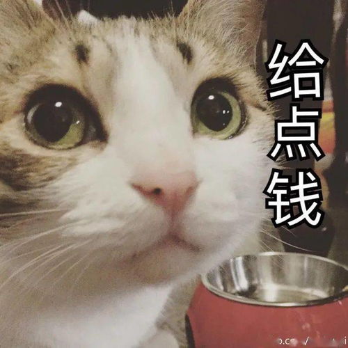 可爱的猫咪表情大全,请收藏备用