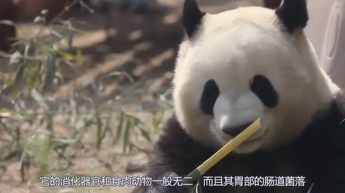 只要包吃包住,想让我干啥子都行比猪还懒的动物,却是我们的国宝