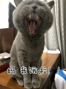牙膏光信酱的表情包胎脂