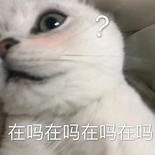 有哪些适合聊天时开头的表情包