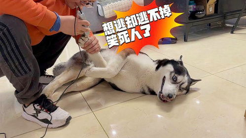 狗狗害怕剃脚毛,想逃却逃不掉,生无可恋的表情笑死人了
