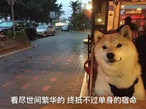 柴犬为什么叫戏精看了这些表情包你就知道了