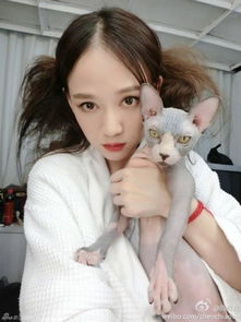 娱乐圈爱猫如命的女星舒淇孙怡陈乔恩姚晨