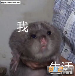 表情包心情 抑郁竹鼠