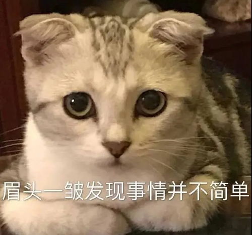 聊天必备搞笑表情包