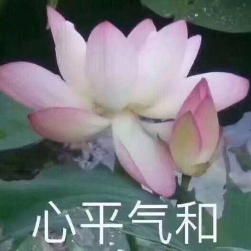 仅凭一张排行榜能否帮助hardstyle在世界上走向大众