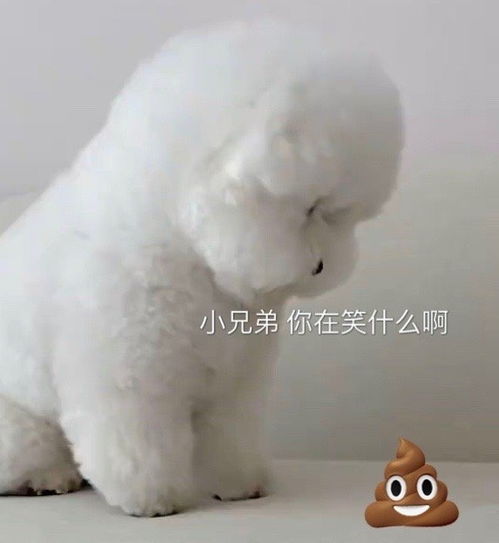 沙雕表情包l不会吧不会吧