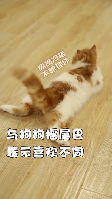 怎么读懂小猫咪的负面情绪,很简单,看尾巴就够了
