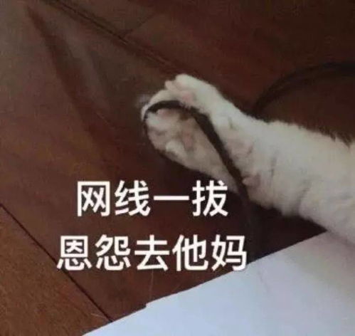 猫猫表情包第十期丨爱情这杯酒,谁喝都得醉