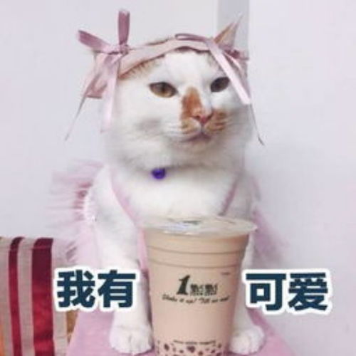 萌宠表情包我可爱吗小老妹
