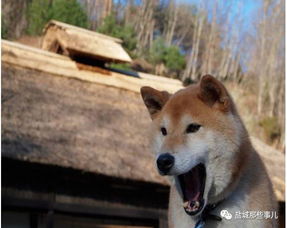 那个很著名的表情包狗狗去世了...网友永远活在我的微信中