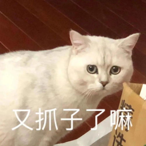 沙雕表情你在教我做事