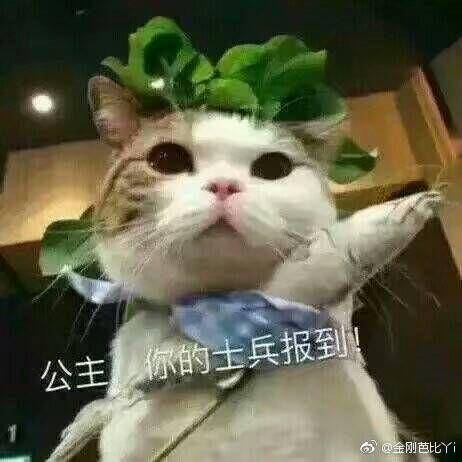 娱乐圈有可以被称作为神颜的明星吗