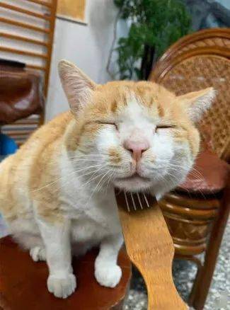让猫猫无法抵抗的神器,你值得拥有